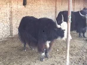 国产牦牛测评视频在线观看,品质生活新选择，在线观看体验分享