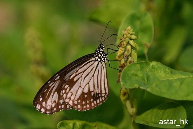 国产顶级蝴蝶采精在线,揭秘神秘生物的繁衍奥秘